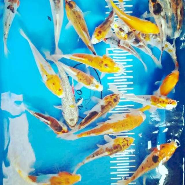 Mix 10-14cm jmlh 28ekor