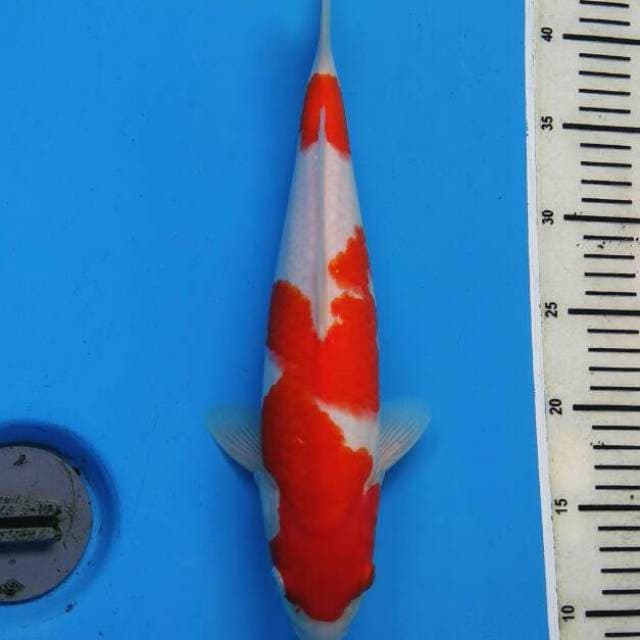KOHAKU BODY JUMBO