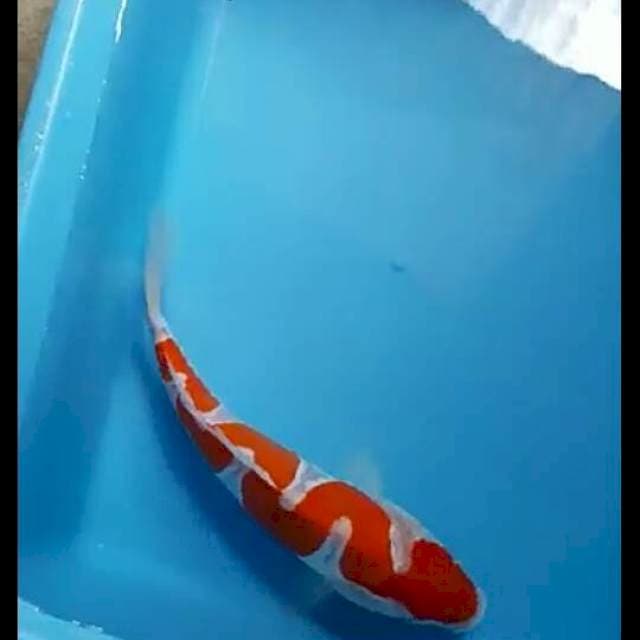 Kohaku ukir.size25.cm