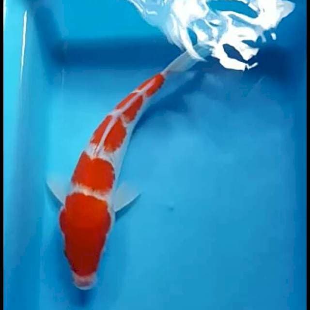 Kohaku.5step.size.25cm