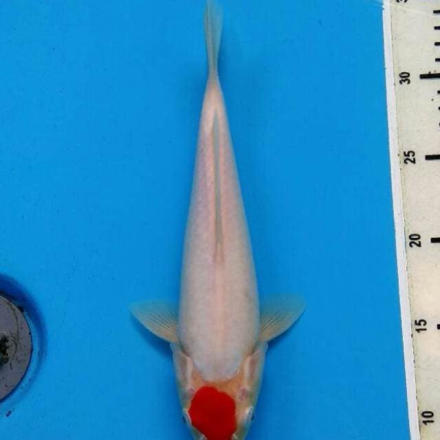 UNIQUE - TANCHO KOHAKU KUCIBENI
