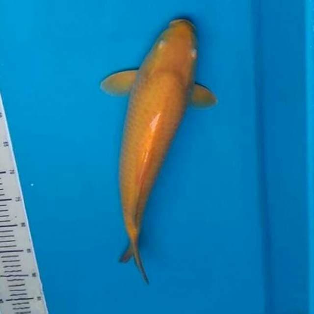 Karashi red eye.size45cm