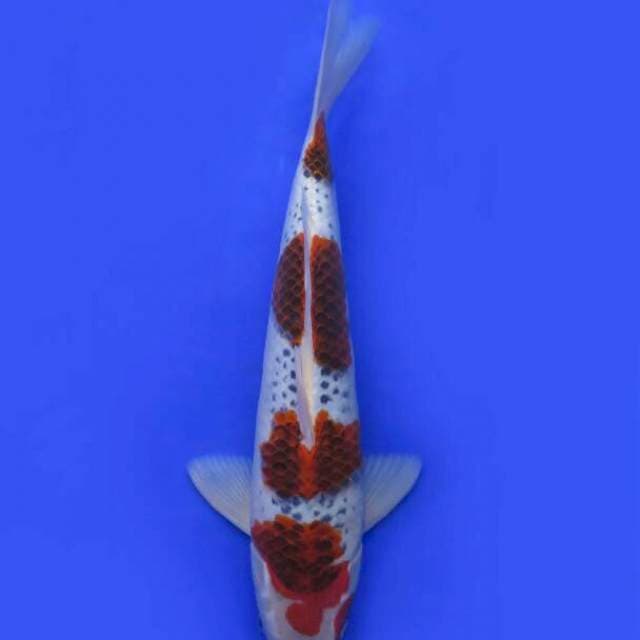 F1yondan jumbo goshiki