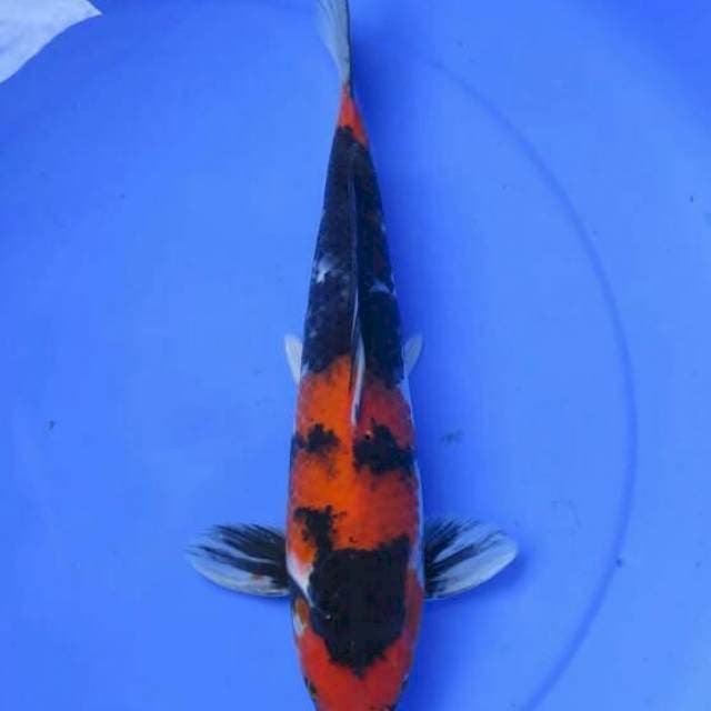 Showa sanshoku 35cm