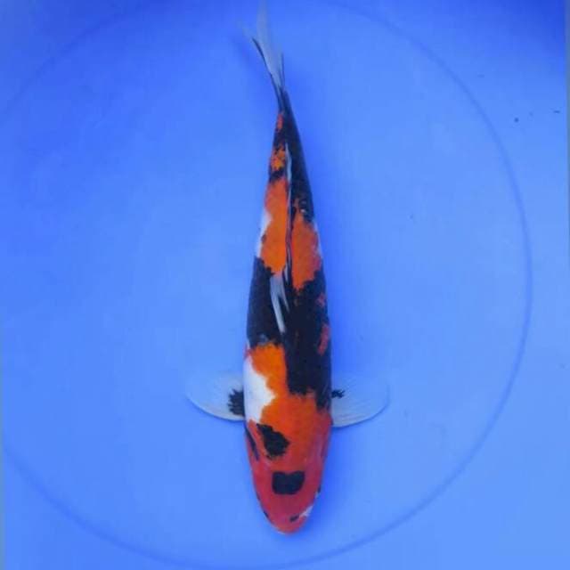 Showa sanshoku HQ 35cm
