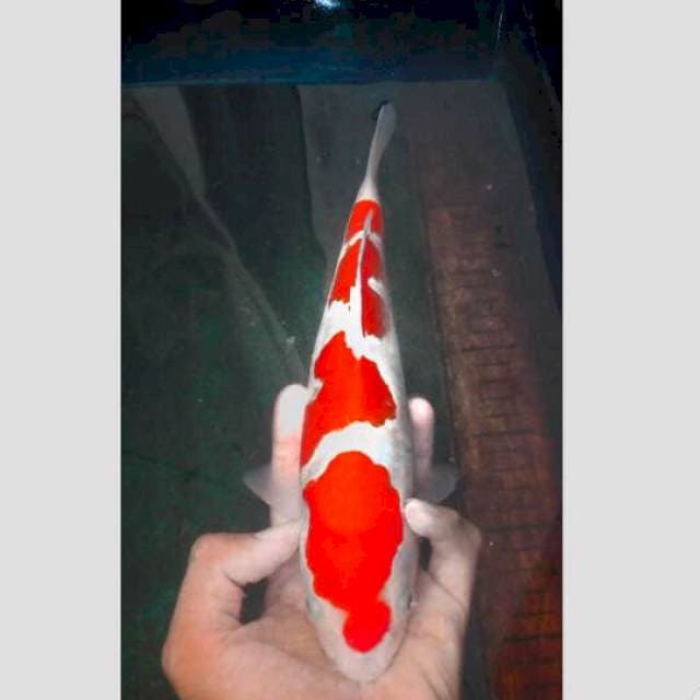 kohaku f1 sisik sq