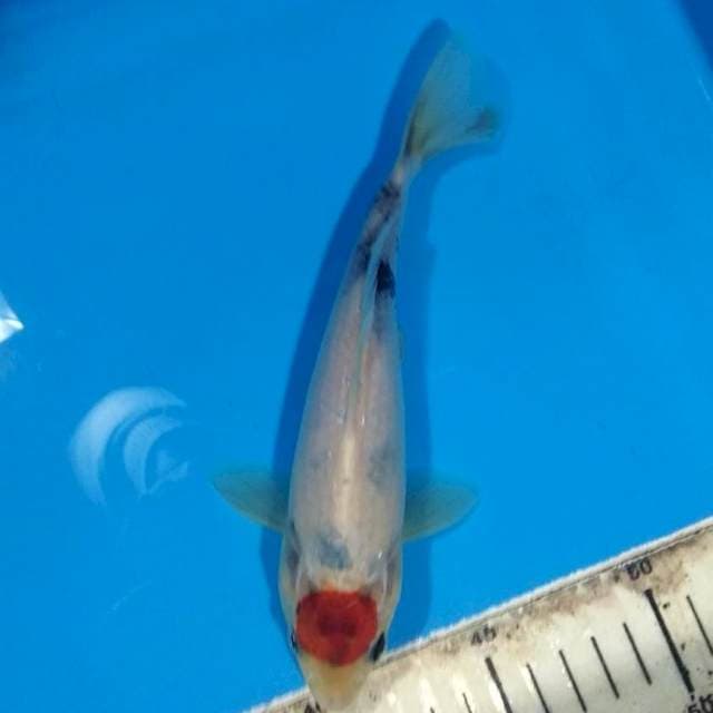 Tancho showa*20cm prospek
