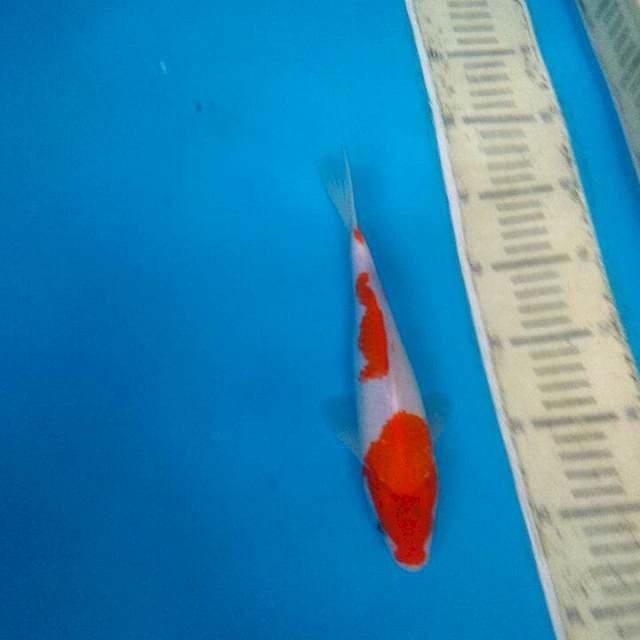 Kohaku 2 Steep 25cm