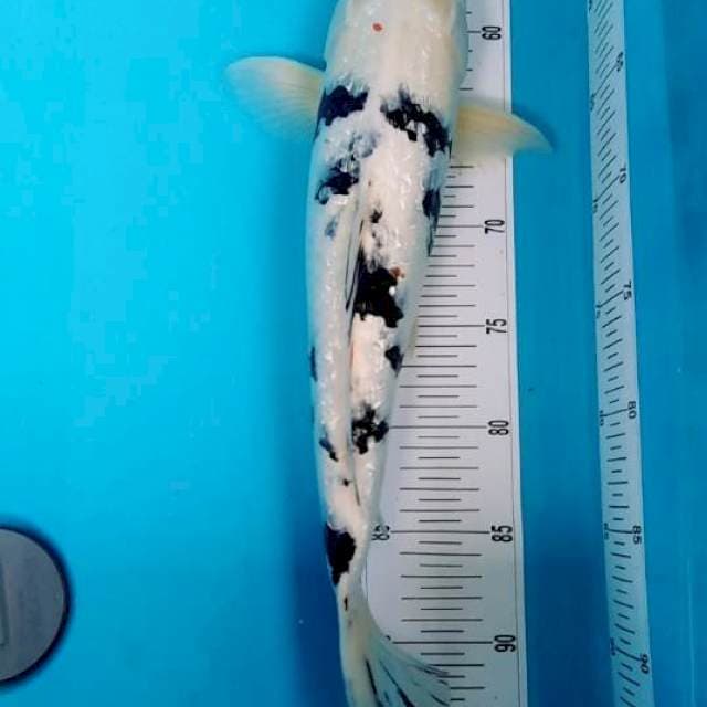 Jumbo Shiro bekko ginrin jos