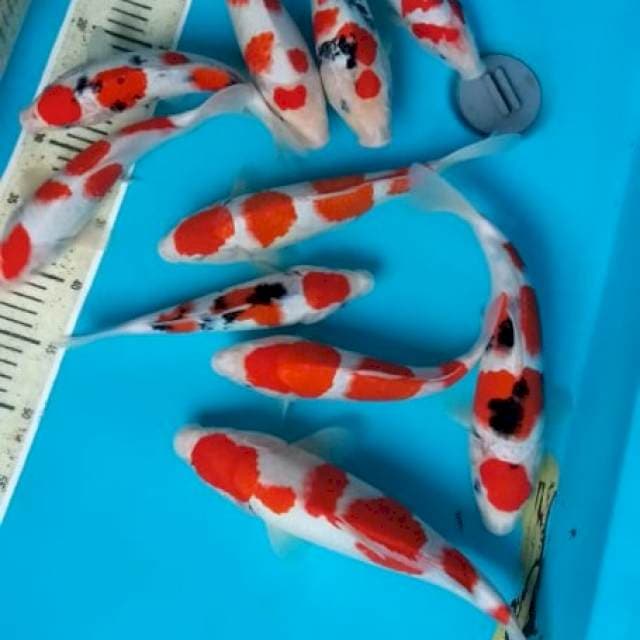 paket merah merona 30bu sq