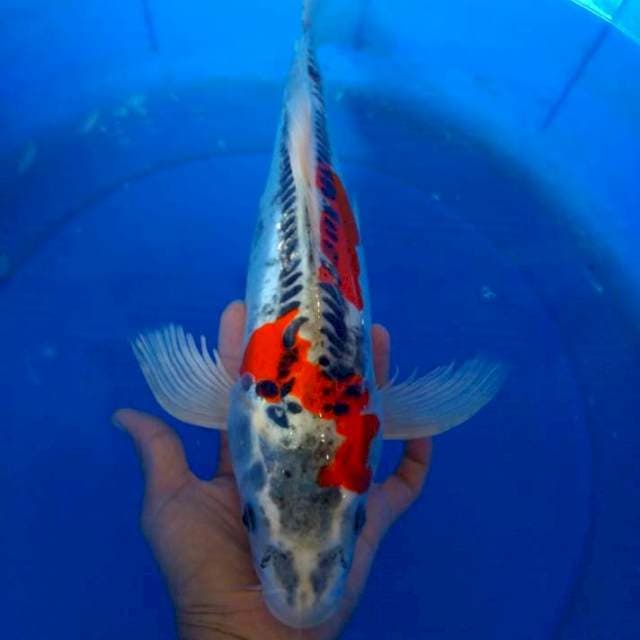 KUMPAY KUJAKO