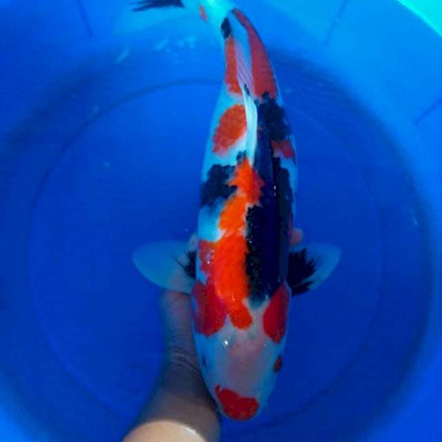 F1 SHOWA 54 CM