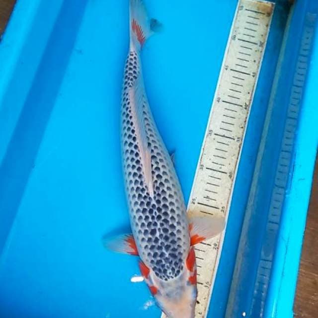 Asagi 44cm, F1