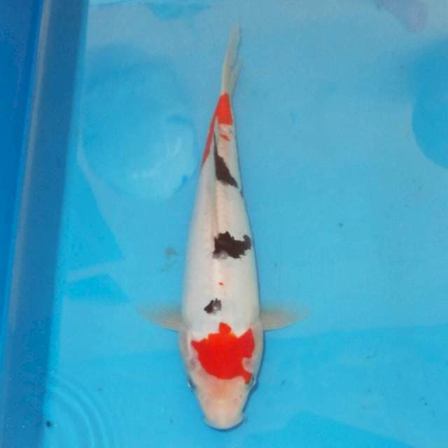 SANSHOKU