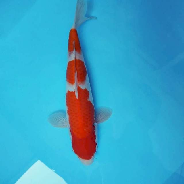 TORA 5 - KOHAKU 3 STEPS
