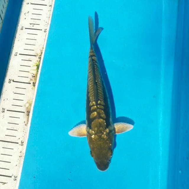 Sisik naga ginrin