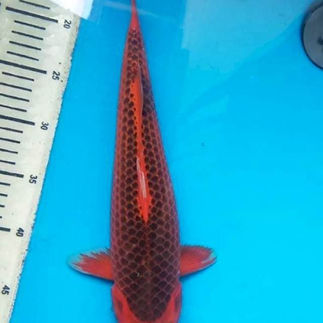 Akamatsuba 37cm, F1