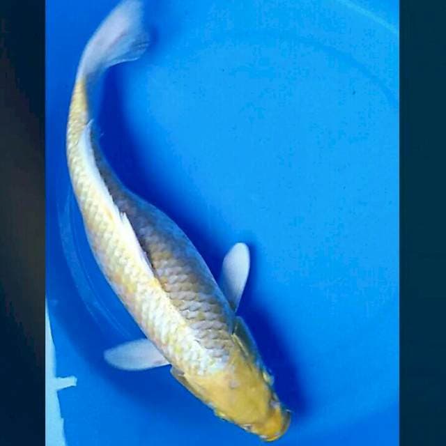 Ogon jaring josss 36cm