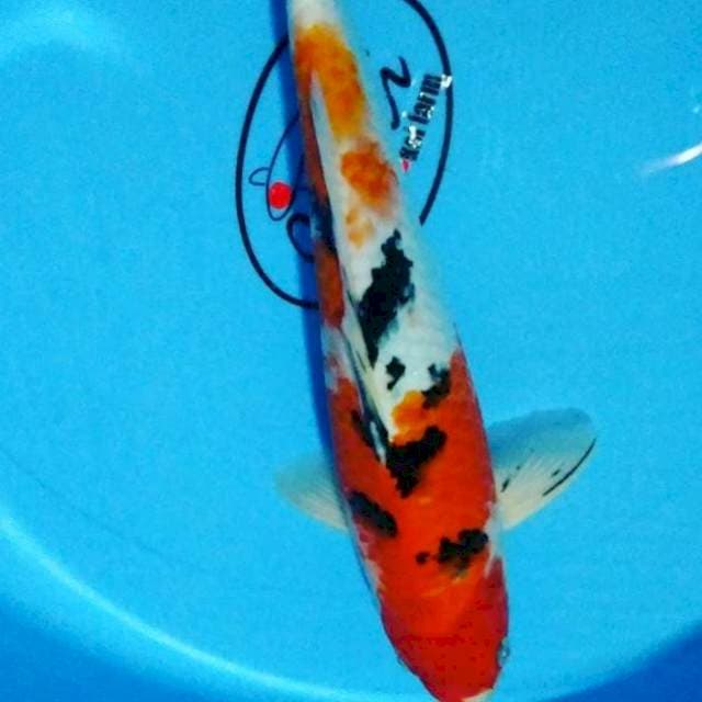 Sanke 27cm