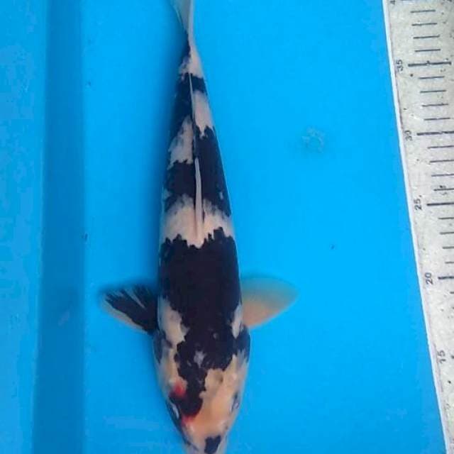Shiro31cm