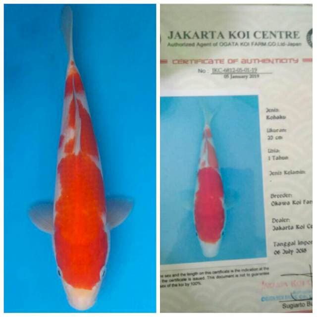 Okawa Kohaku