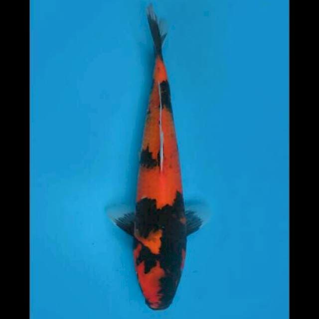 30cm Male - Hi Showa Quality 