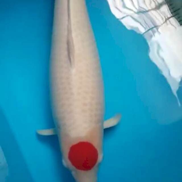 Tancho Kohaku 64cm