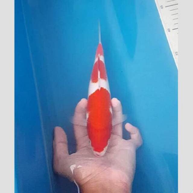 koleksi kohaku cakep 3step 30bu