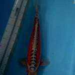 Shusui Prima Koi