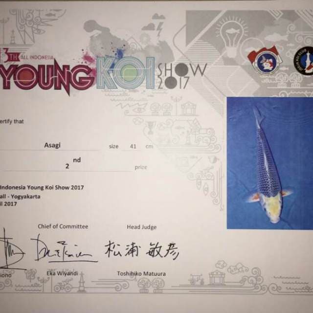 Asagi serti juara 56cm