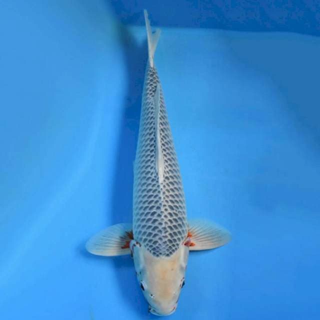 Asagi serti juara 56cm