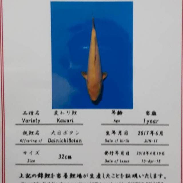 Cagoi Dainichi calon jumbo bulky