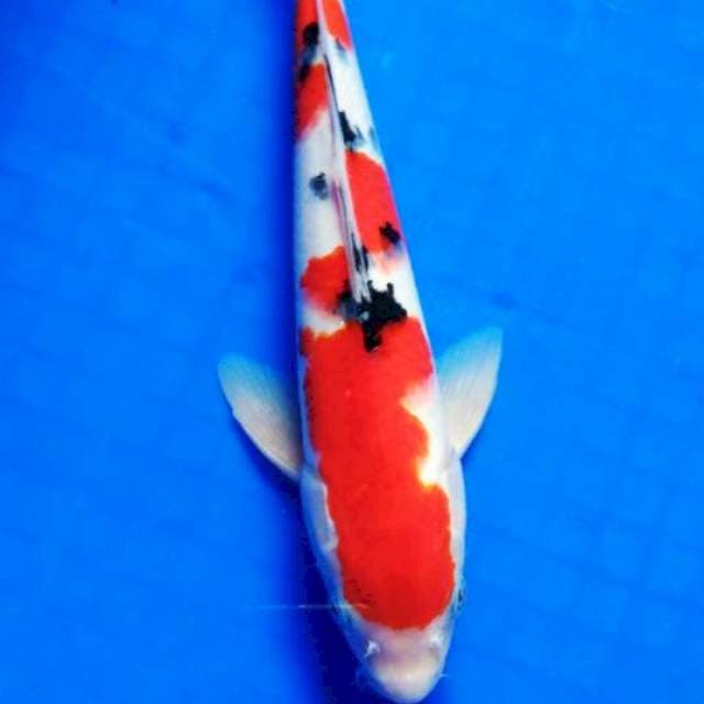 Sanke, 27 cm, male
