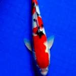 Sanke, 27 cm, male