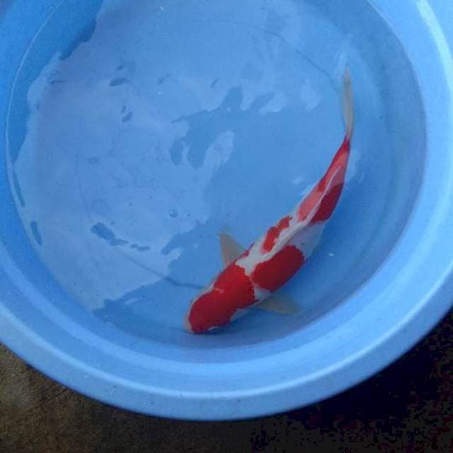 Kohaku37cm merah merona 