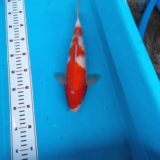 NKC - inazuma merah darah