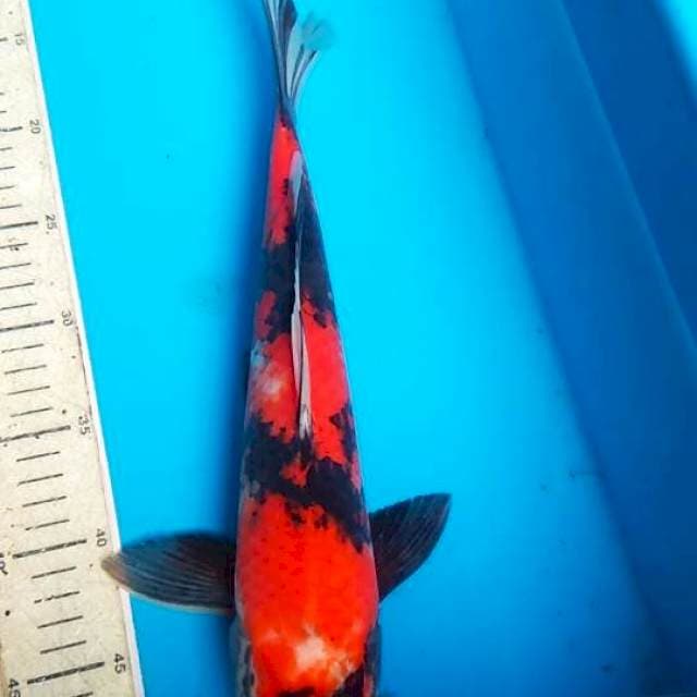 Showa 39cm