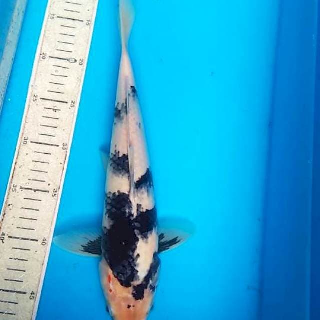 Shiro 35cm