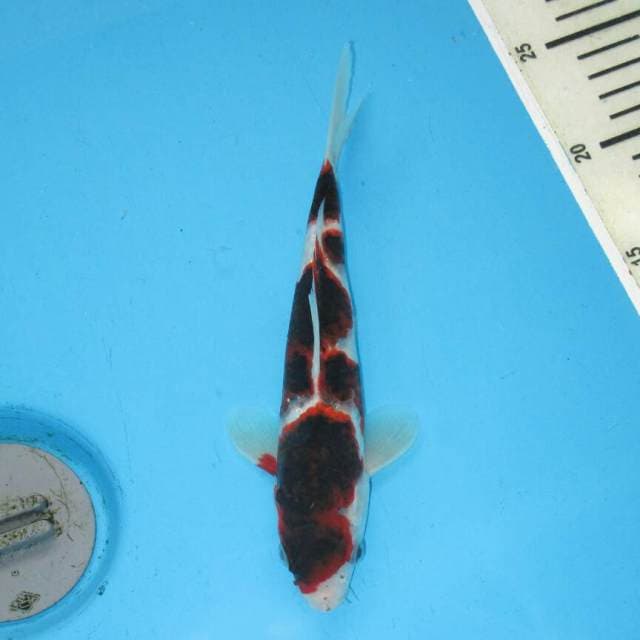 BUDO GOROMO