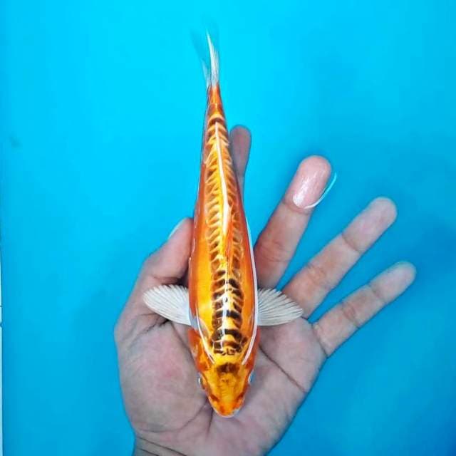 Kujaku*20 cm