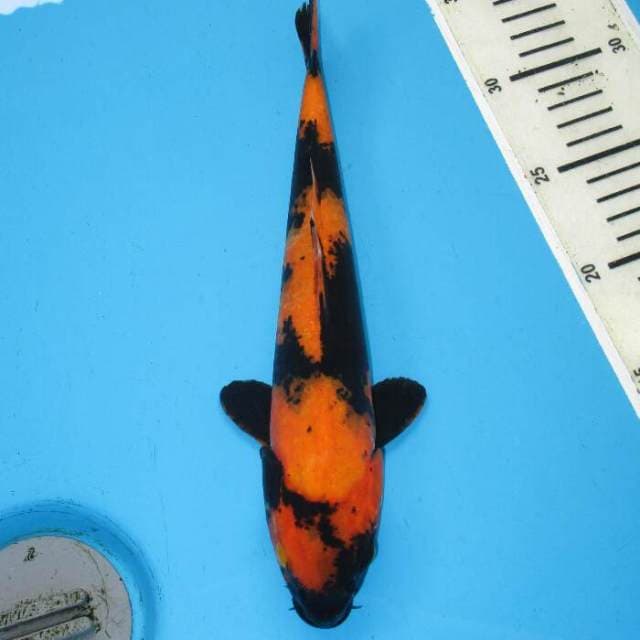 UTSURI