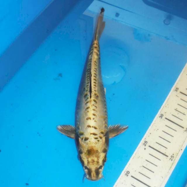 MUKASI JINAK