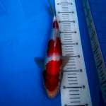 Kohaku High Quality
