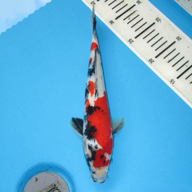 SHOWA SANSHOKU TATEGOI