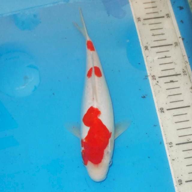 SMOOT SANDAN KOHAKU