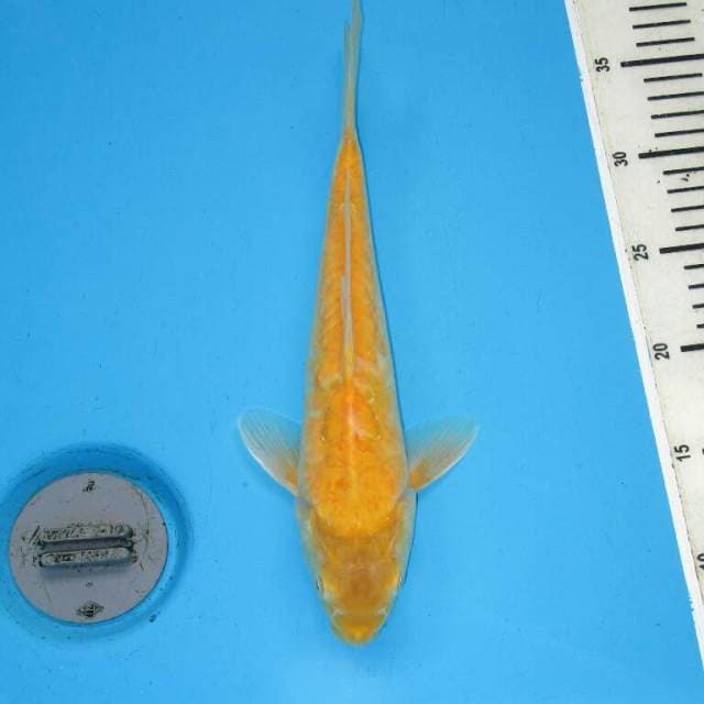 KARASHI ARAGOKE