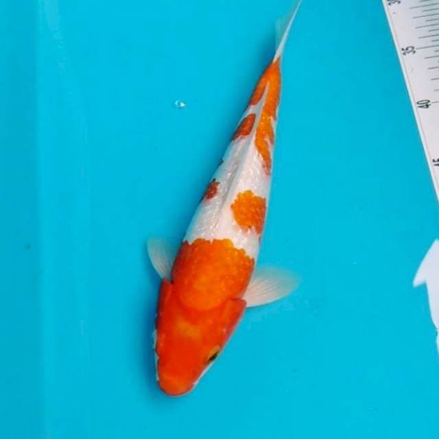 Original ginrin 30cm