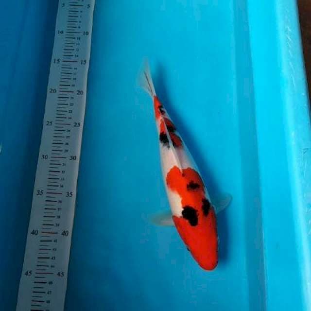 Original sanke 30bu /29cm