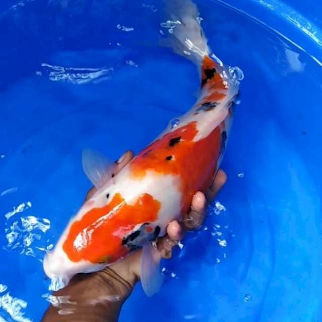 Original jumbo 40cm