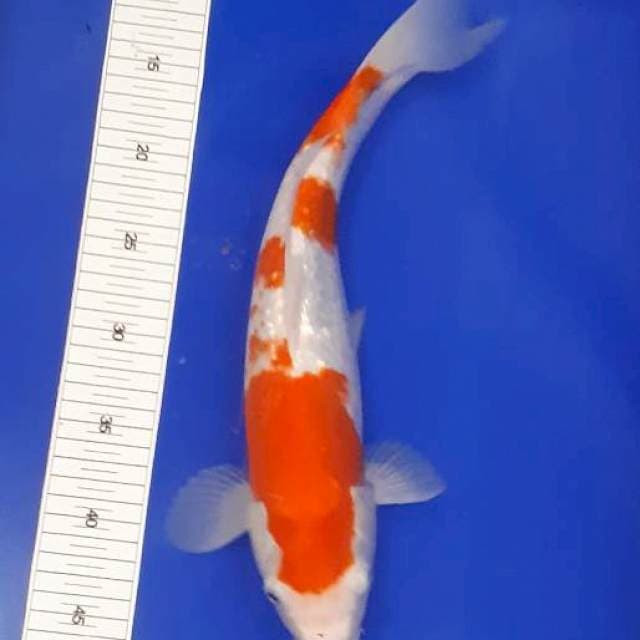 Kohaku full ginrinnya